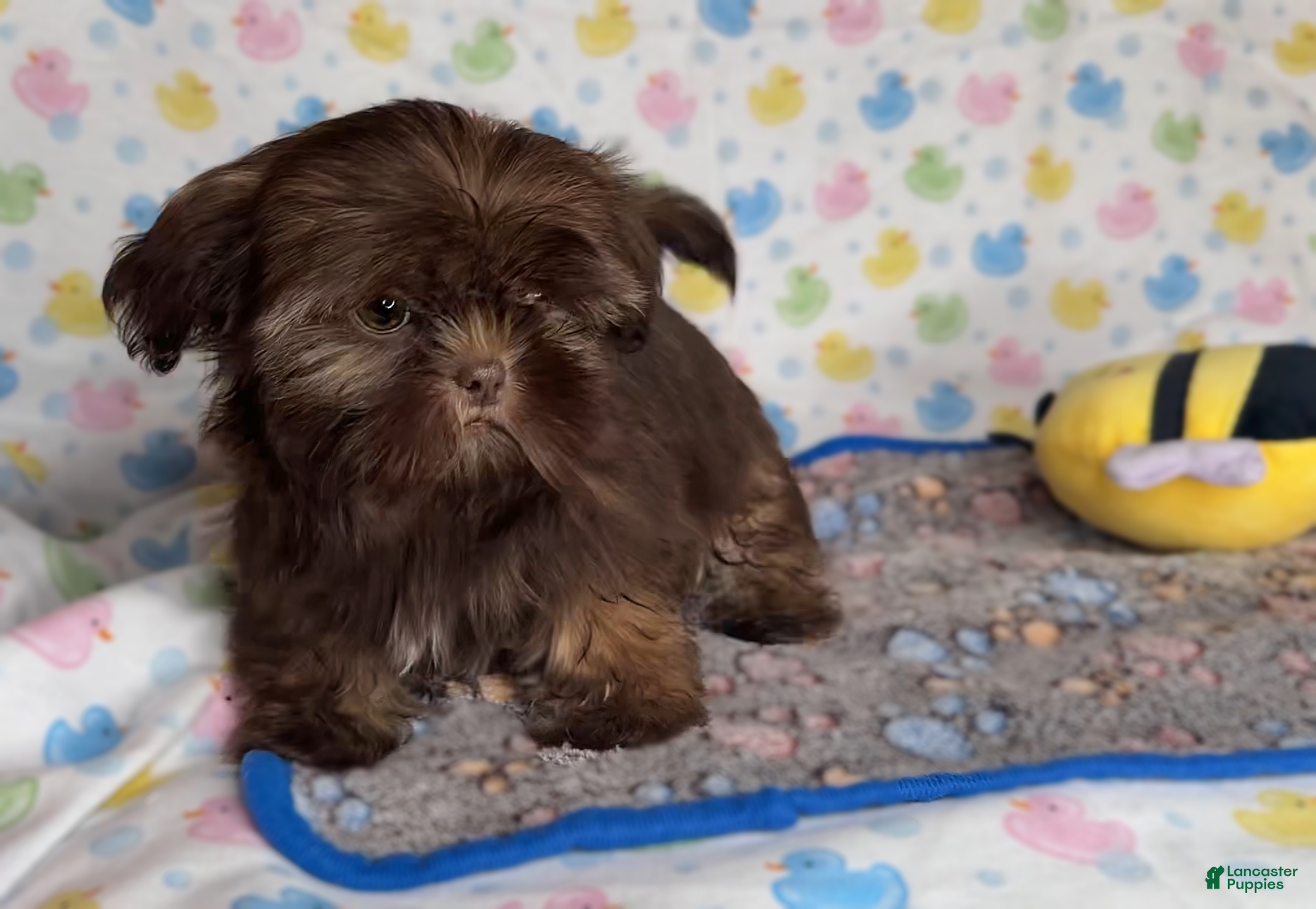 Shih Tzu dogs for sale: Mason - Ad 1