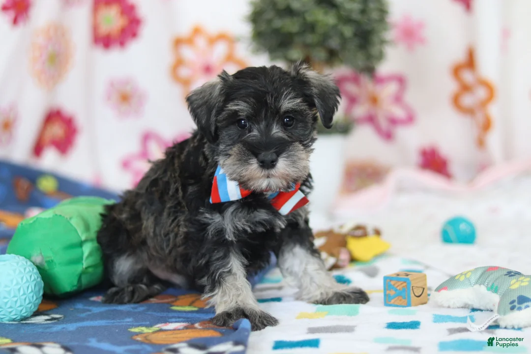 Miniature Schnauzer dogs for sale: Ian - Ad 2