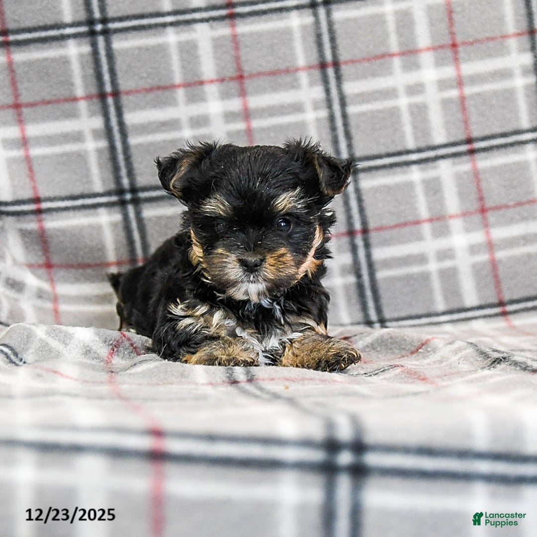 Morkie dogs for sale: Zina - Ad 3