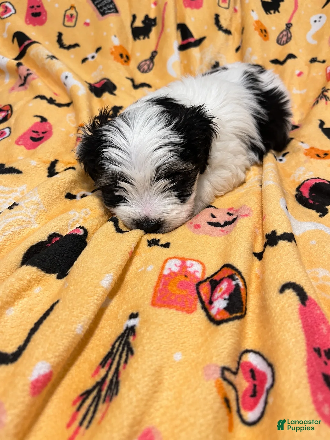 Yorkshire Terrier dogs for sale: Bear  - Ad 2
