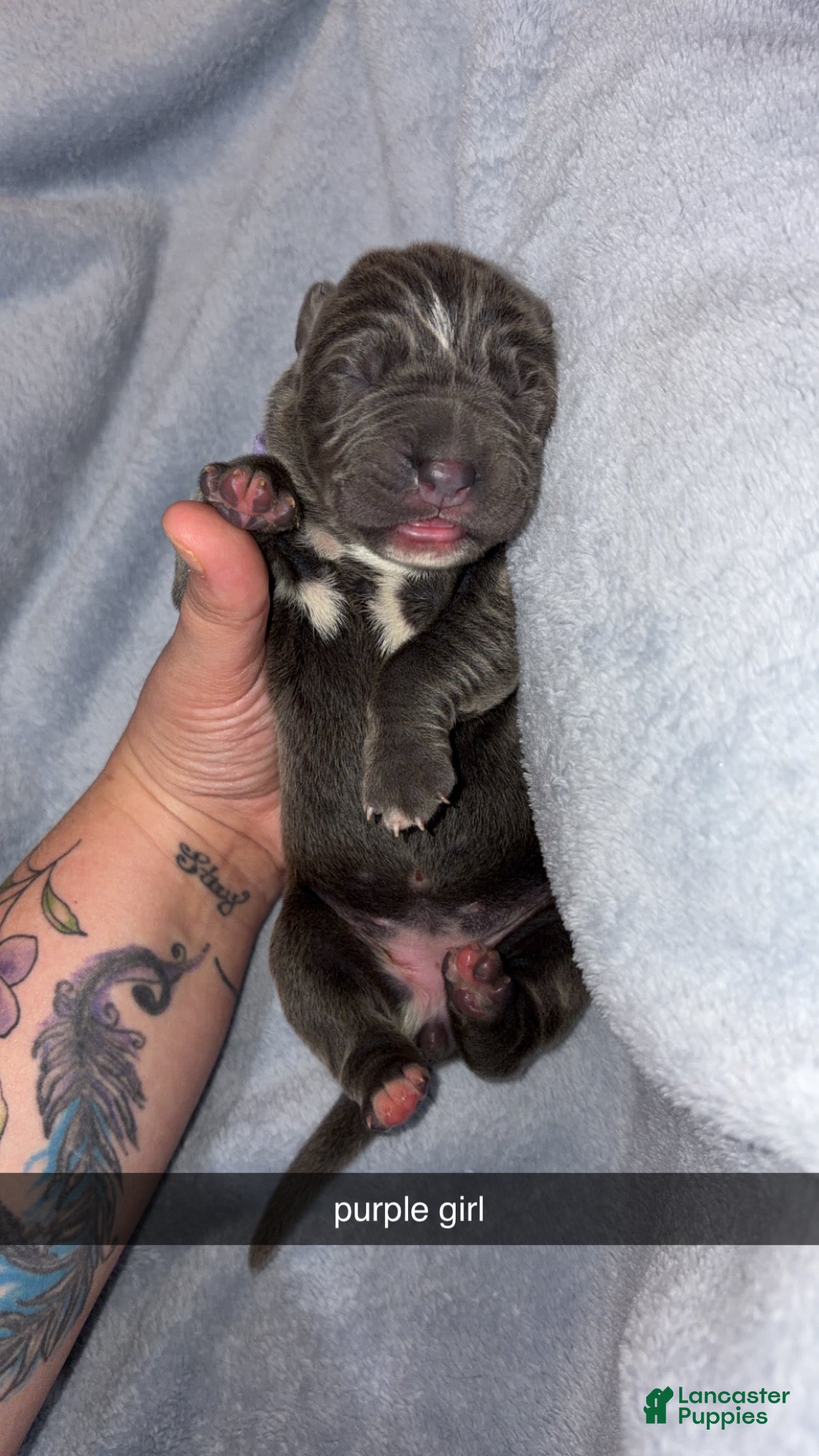 Cane Corso dogs Cane Corso 4 - Ad 6