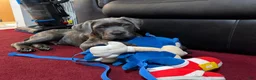 Cane Corso dogs for sale: Cane Corso 1 - Ad 3