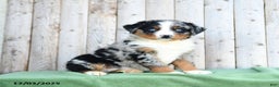 Australian Shepherd dogs for sale: Daryl - Ad 2
