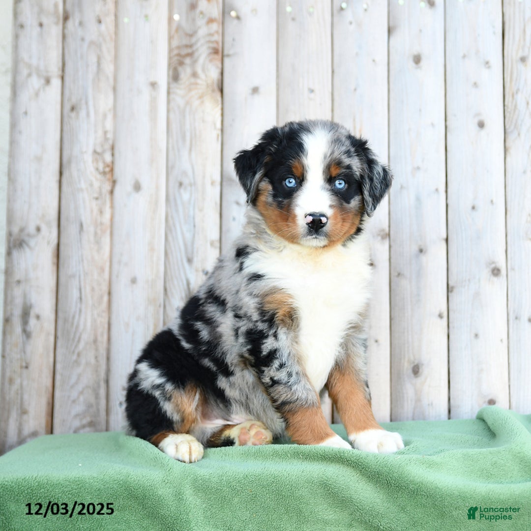 Australian Shepherd dogs for sale: Daryl - Ad 2