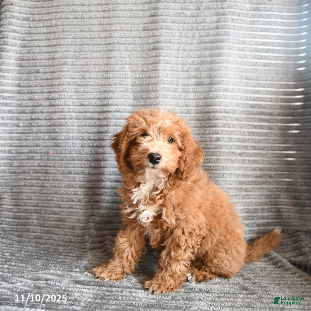 Mini Aussiedoodle dogs for sale: Cookie - Ad 3