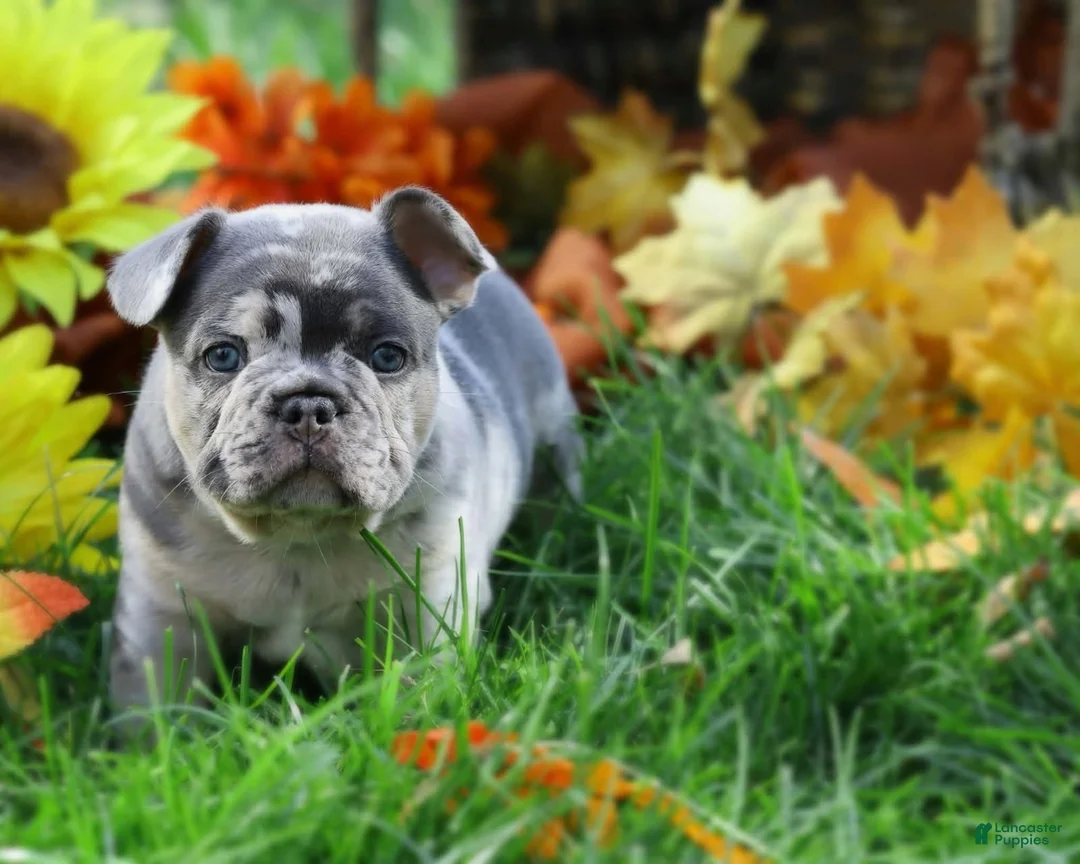 French Bulldog dogs for sale: French Bulldog 3 - Ad 1