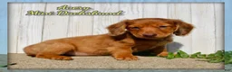 Miniature Dachshund dogs for sale: Avery - Ad 1