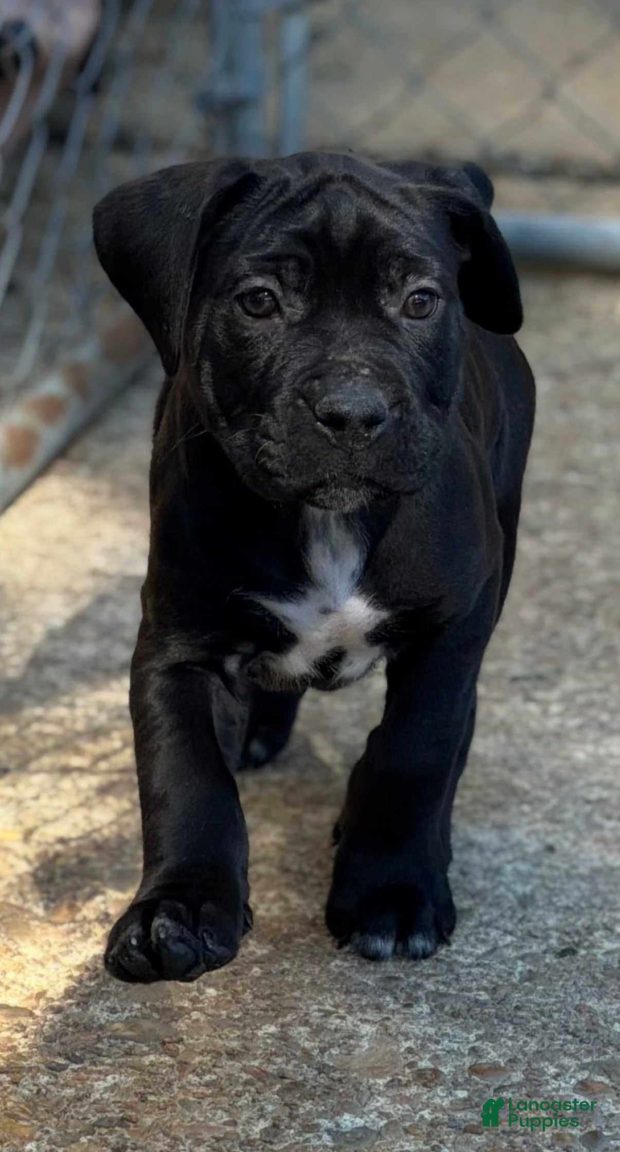 Cane Corso dogs for sale: Cane Corso (Blue) - Ad 1