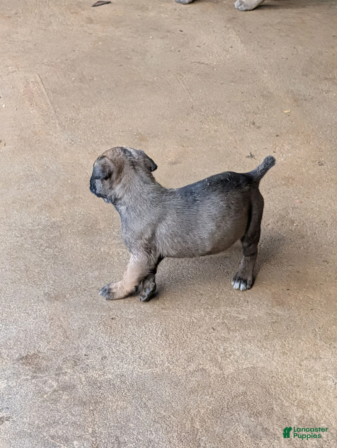 Cane Corso dogs for sale: Cane Corso 2 - Ad 2