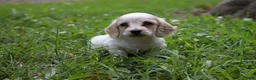 Miniature Dachshund dogs for sale: Miniature Dachshund 2 - Ad 4