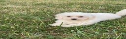 Bichon Frise dogs for sale: Bear - Ad 6