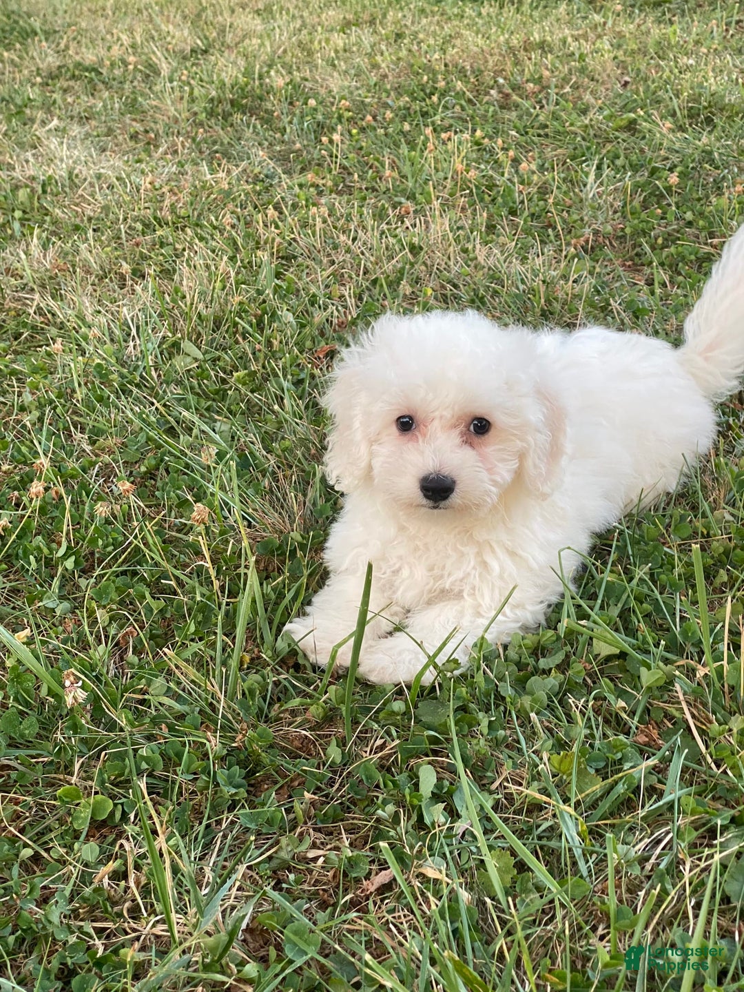 Bichon Frise dogs for sale: Bear - Ad 6