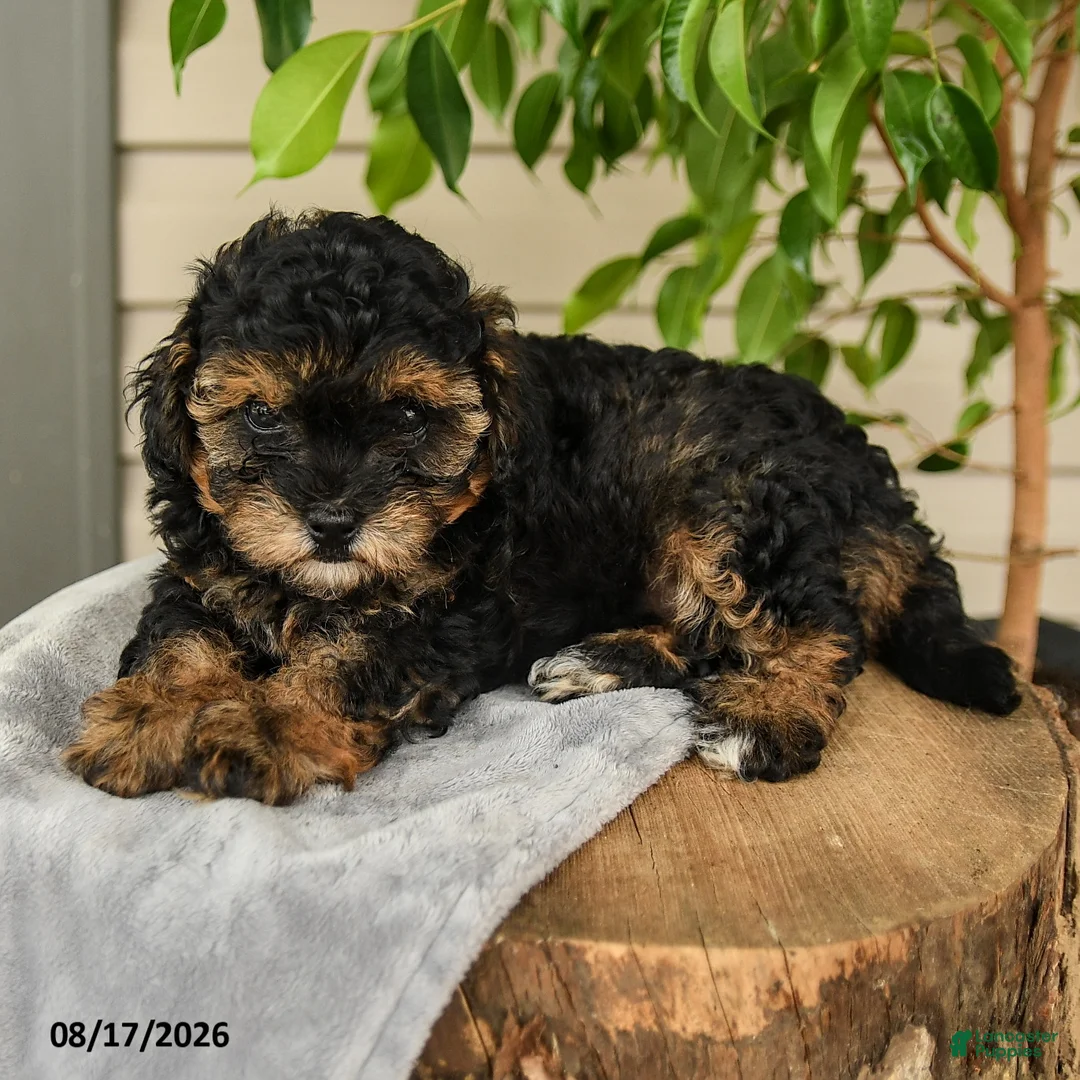 Shihpoo dogs for sale: Micah - Ad 3
