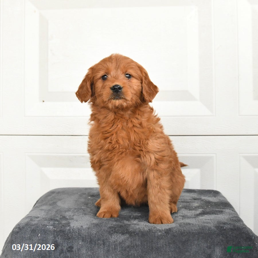 Mini Goldendoodle dogs Molly - Ad 1