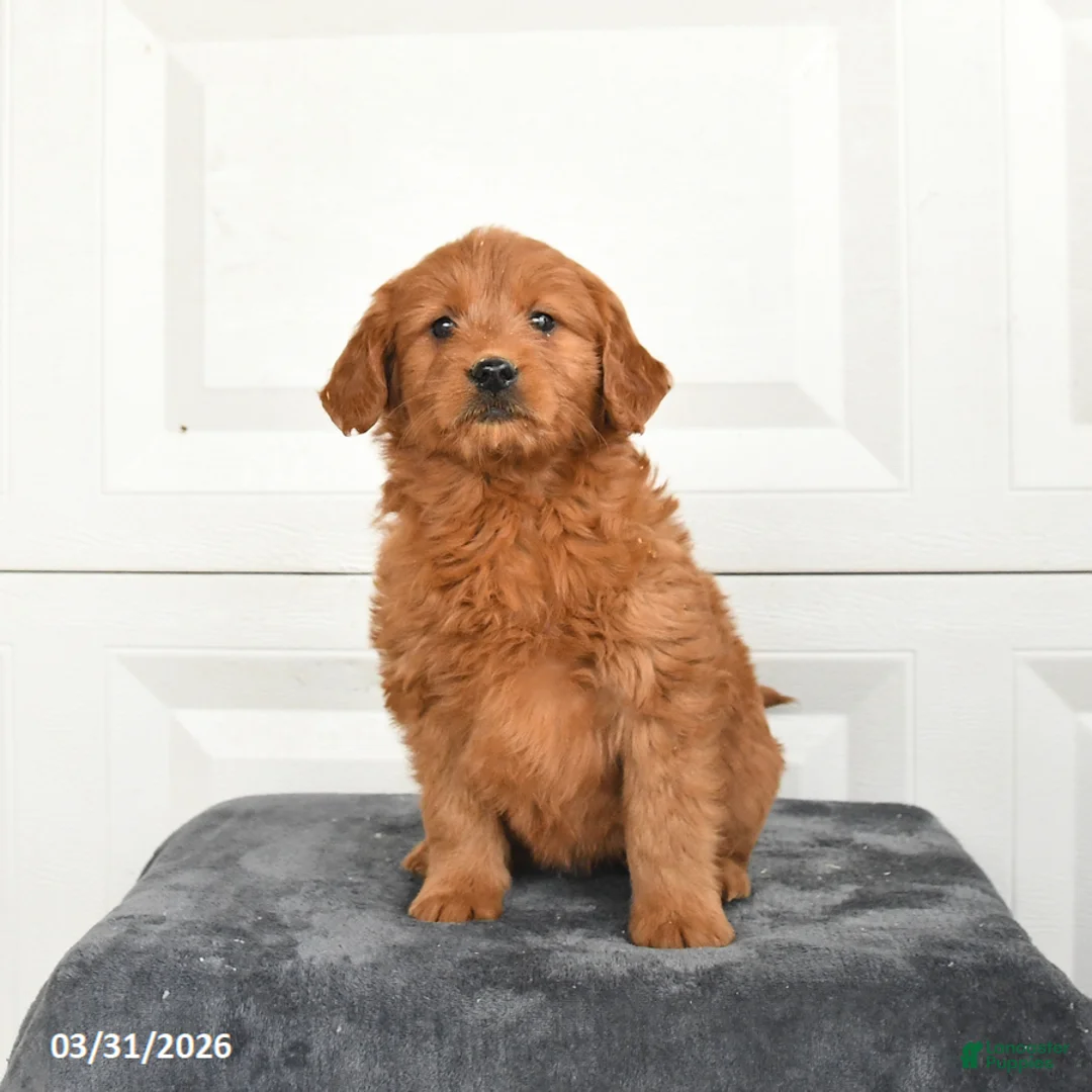 Mini Goldendoodle dogs for sale: Molly - Ad 1