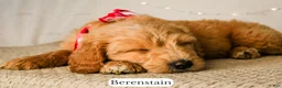 Goldendoodle dogs for sale: Berenstain - Ad 13