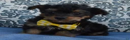 Yorkiepoo dogs for sale: Tiny Sam - Ad 7