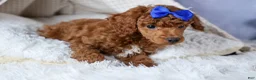 Toy Poodle dogs for sale: Turbo - Ad 5