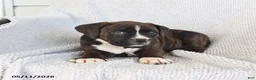 Boxer dogs for sale: Raven - Ad 4