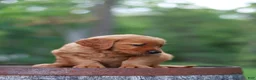 Golden Retriever dogs for sale: Beauty - Ad 10