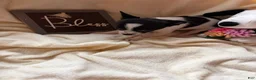 Chihuahua dogs for sale: Tiny Oreo  - Ad 3