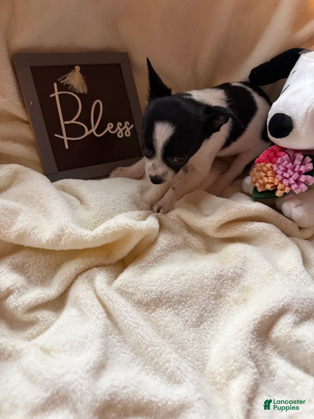 Chihuahua dogs for sale: Tiny Oreo  - Ad 3