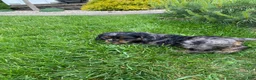 Cocker Spaniel dogs for sale: Arlis  - Ad 3
