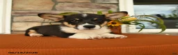Welsh Corgi Pembroke dogs for sale: Doncan - Ad 3