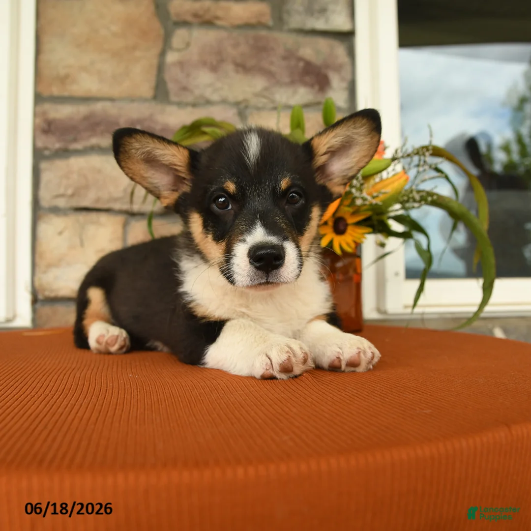 Welsh Corgi Pembroke dogs for sale: Doncan - Ad 3