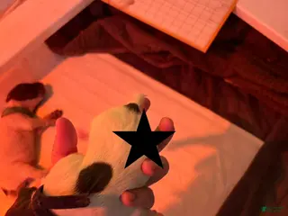 German Shorthaired Pointer dogs Jay - Ad 6