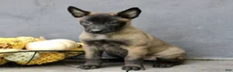 Belgian Malinois dogs for sale: Raven  - Ad 3