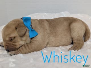 Labrador Retriever dogs Whiskey - Ad 23