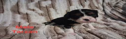 Cavalier King Charles Spaniel dogs for sale: Tarzan - Ad 4