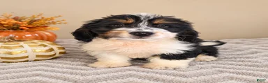 Patch