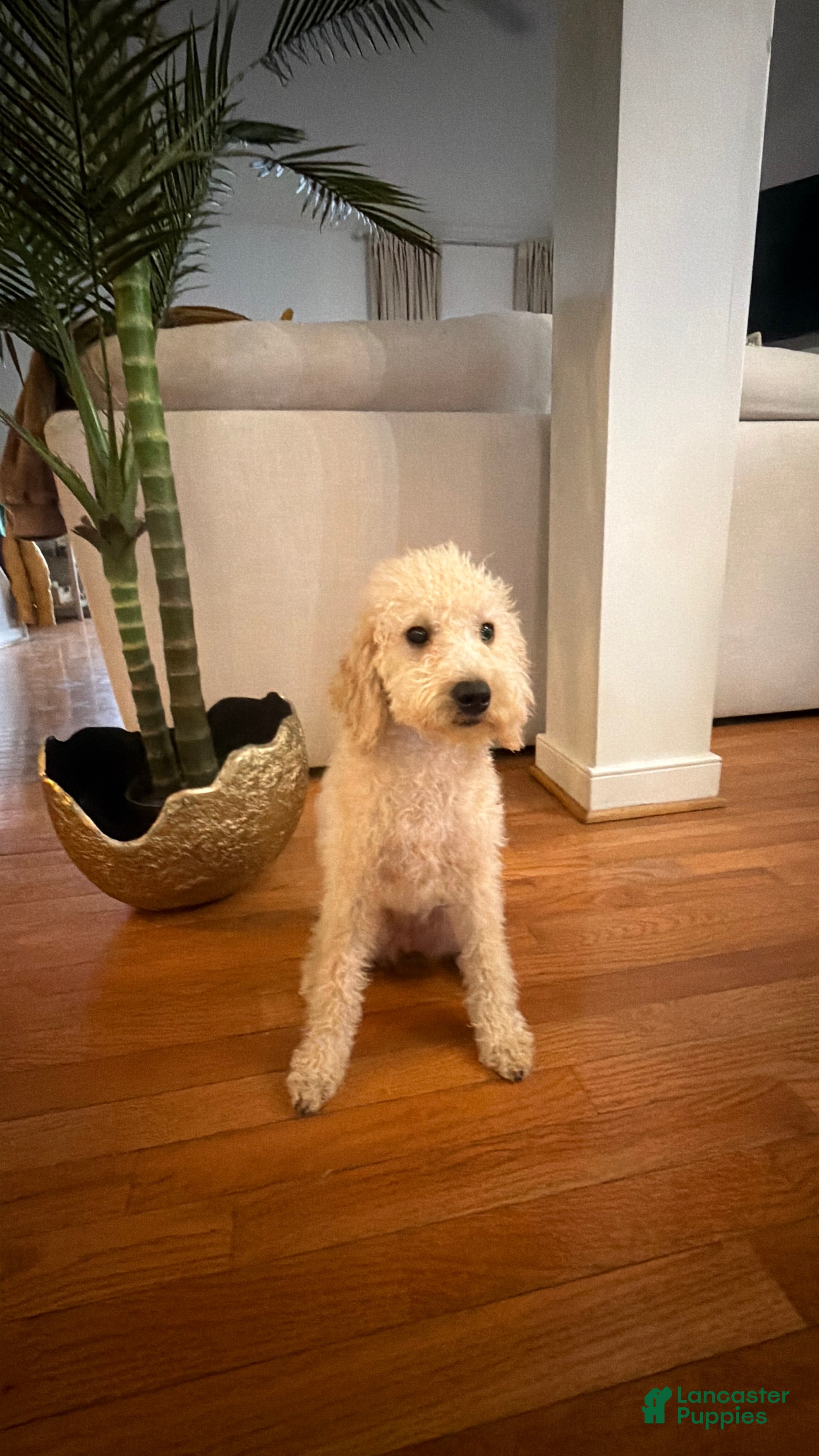 Mini Goldendoodle dogs Snoopy - Ad 1