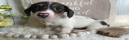 Miniature Dachshund dogs for sale: Layne - Ad 9