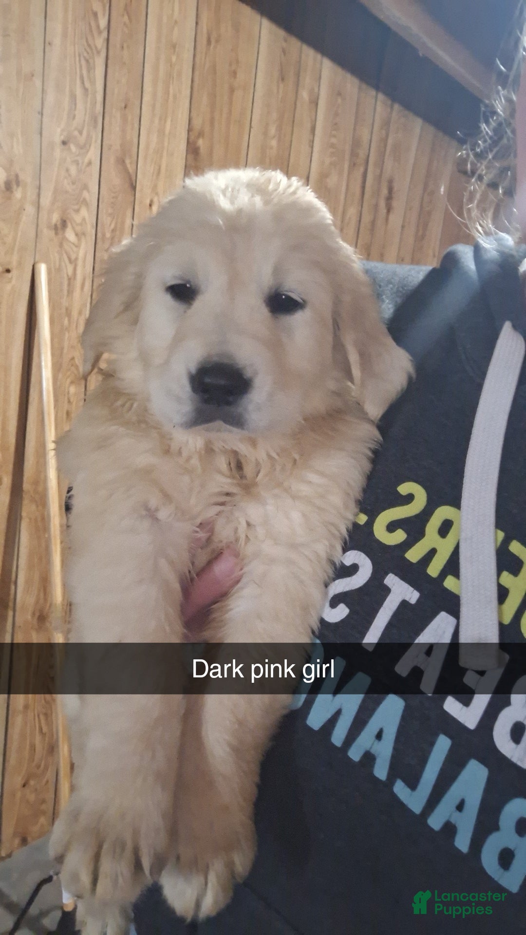 Golden Retriever dogs Rose Bud - Ad 8