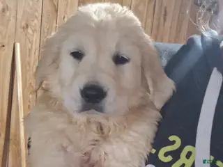 Golden Retriever dogs Rose Bud - Ad 8