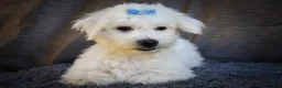 Maltese dogs for sale: Bryson 🐾 - Ad 3