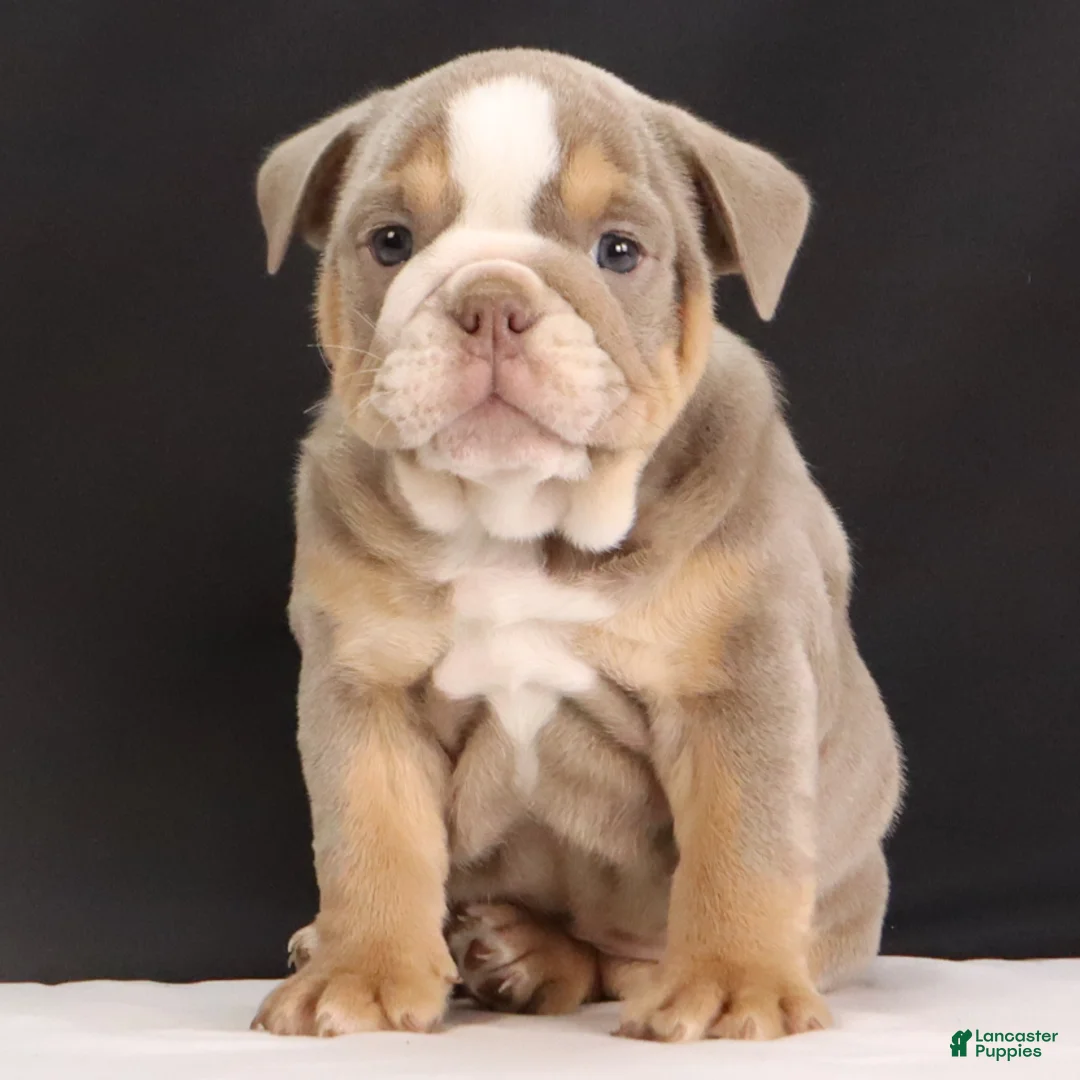 English Bulldog dogs for sale: Tucker - Ad 3