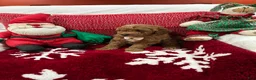 Mini Goldendoodle dogs for sale: Petite Mini Goldendoodle Chocolate Chip - Ad 3