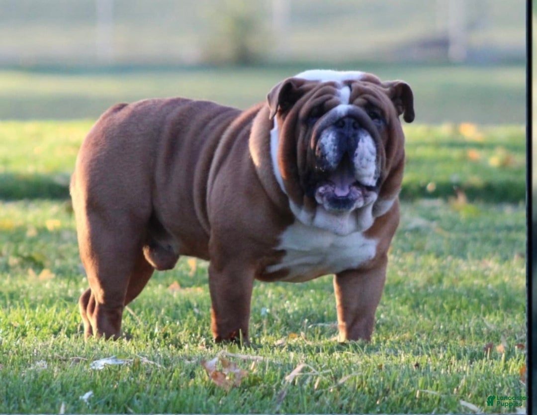 English Bulldog dogs for sale: Crosby  - Ad 6