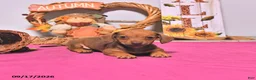 Dachshund dogs for sale: Mattie - Ad 4