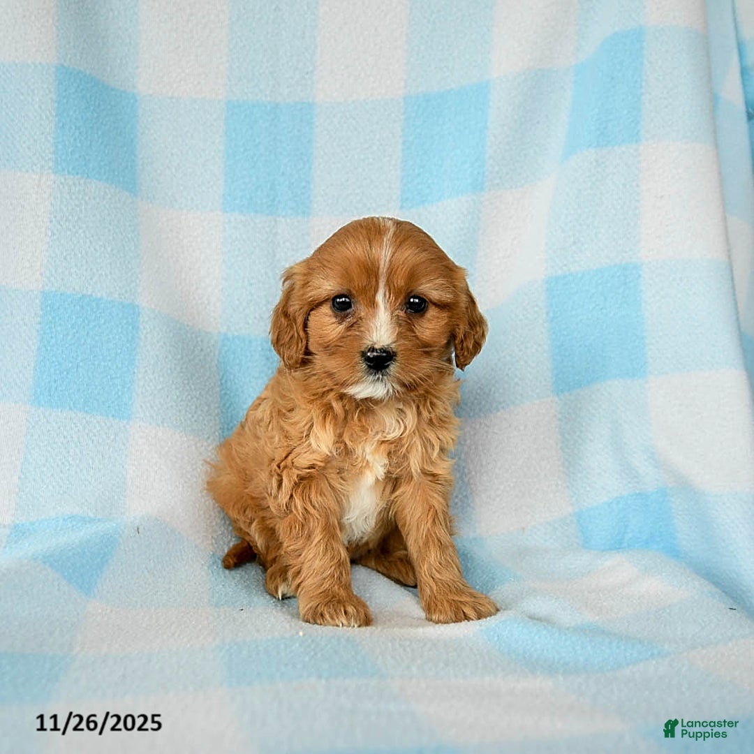 Cavapoo dogs for sale: Smores - Ad 2