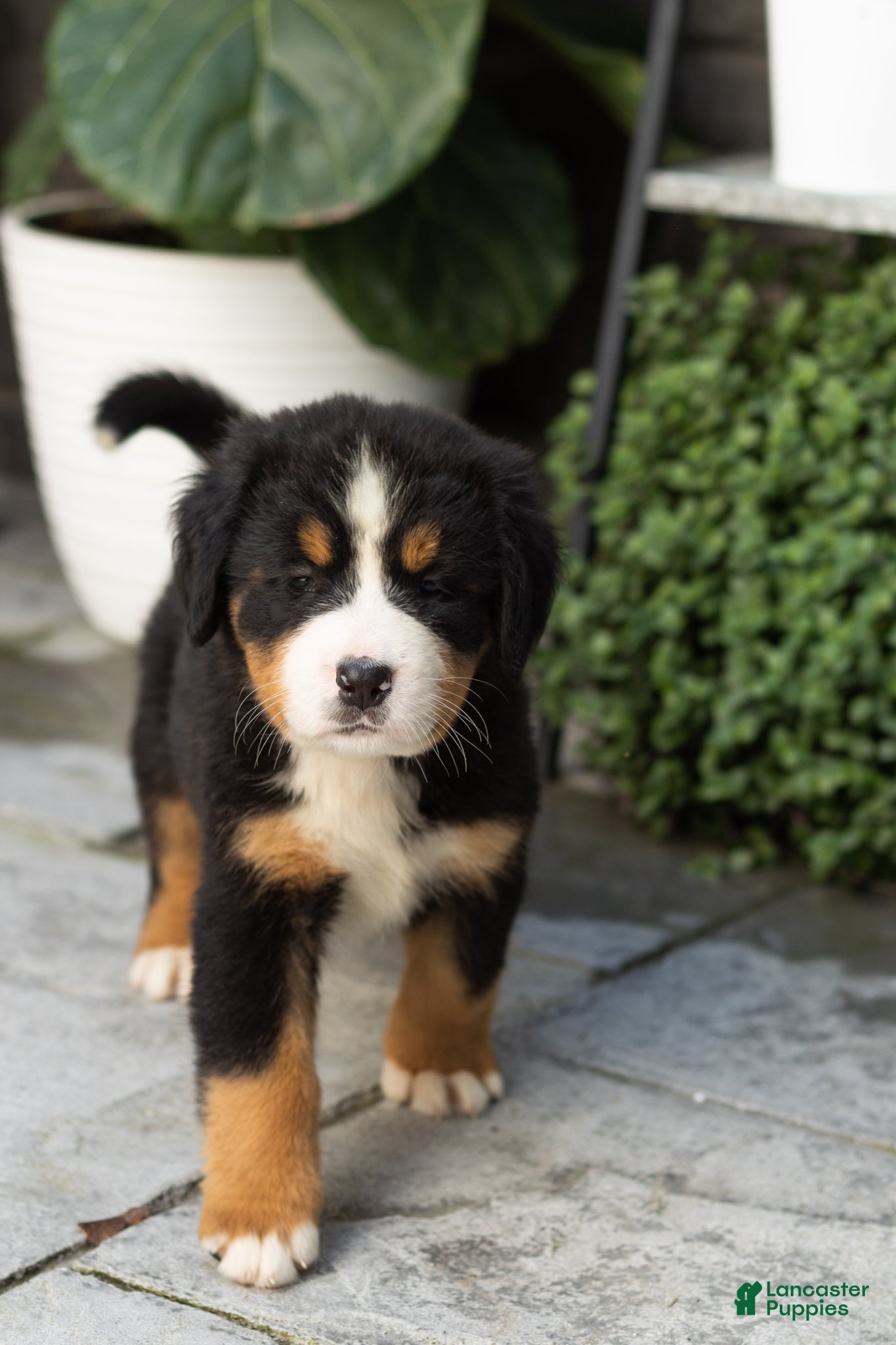 Bernese Mountain Dog dogs Maddie - Ad 5