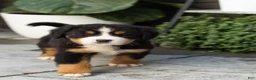 Bernese Mountain Dog dogs for sale: Maddie - Ad 1