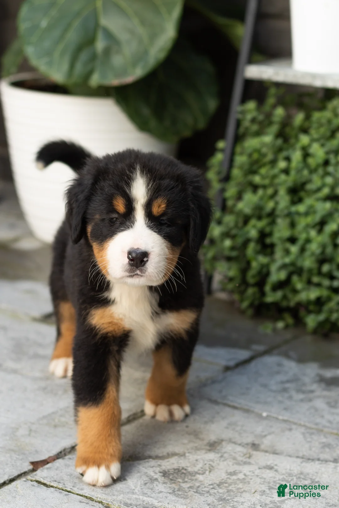 Bernese Mountain Dog dogs for sale: Maddie - Ad 1