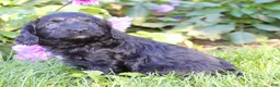 Cavapoo dogs for sale: Fifi Female Cavapoo - Ad 8
