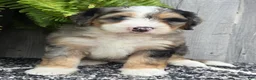 Mini Bernedoodle dogs for sale: Mini Zues - Ad 6