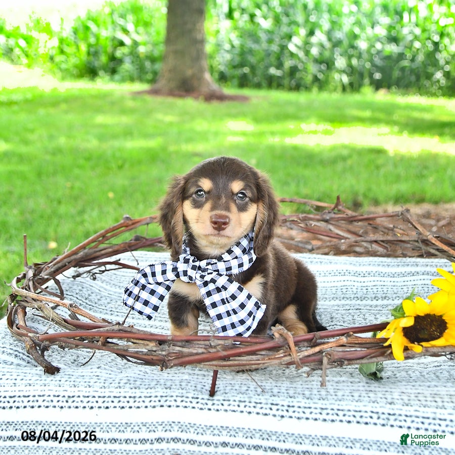 Miniature Dachshund dogs Sarge - Ad 1